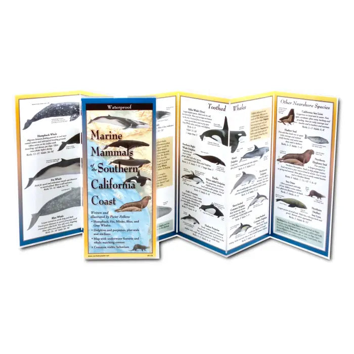 Marine Mammals of Southern California