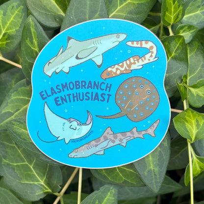 Elasmobranch Enthusiast 3” Sticker 