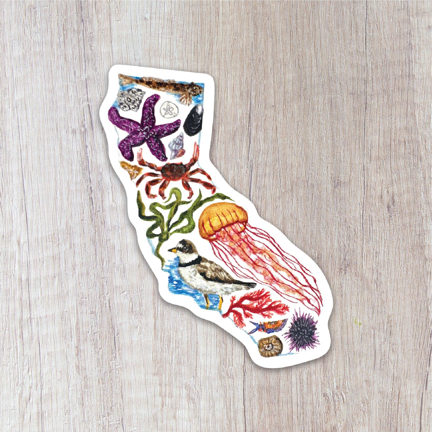 California Tidepools Sticker