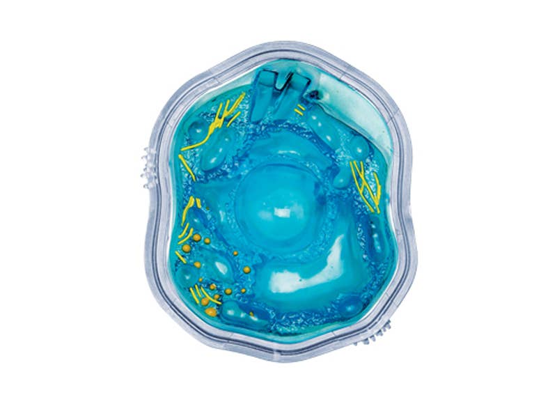 4D Science Animal Cell