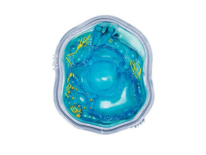 4D Science Animal Cell