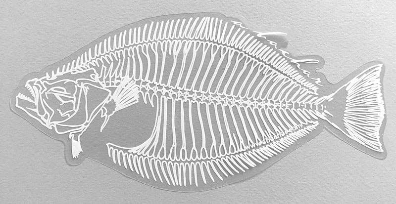 Halibut Skeleton - 8"
