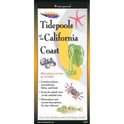 Tidepools of the California Coast
