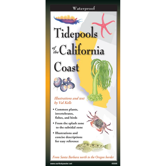 Tidepools of the California Coast