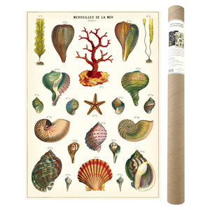 Shells Poster and Kit