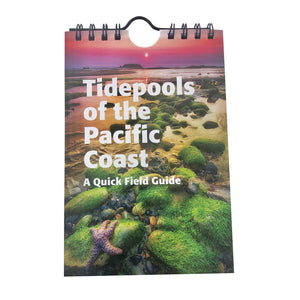 Tide Pools of the Pacific Coast: A Quick Field Guide