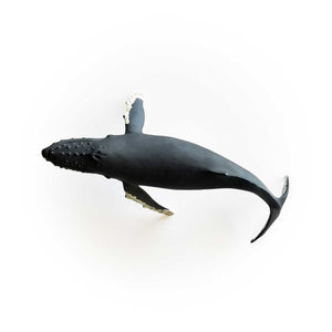 Humpback Whale by Safari